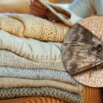 Como se livrar das traças nos armários: uma planta pode