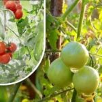 Duzentos gramas e estão maduros: uma horticultora partilha o método sem químicos do seu avô Duzentos gramas e estão maduros: uma horticultora partilha o método