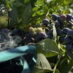 Os mirtilos podem resistir a qquer geada: o jardineiro revelou