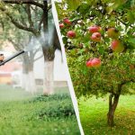 Os pulgões não voltarão a tocar nas macieiras: uma solução